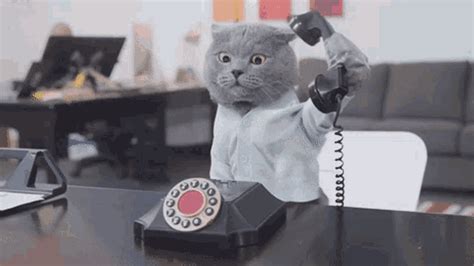 call gif|funny telephone gif.